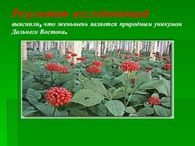 Результат исследования: выяснили, что женьшень является природным уникумом Дальнего Востока.