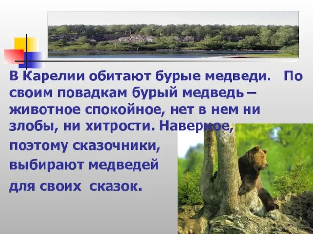 В Карелии обитают бурые медведи. По своим повадкам бурый медведь – животное