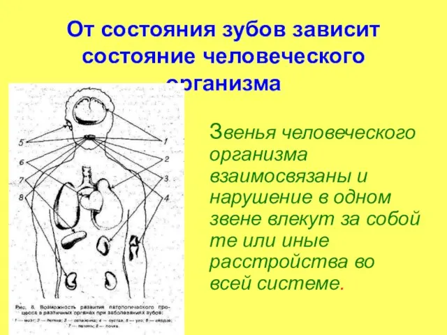 От состояния зубов зависит состояние человеческого организма Звенья человеческого организма взаимосвязаны и