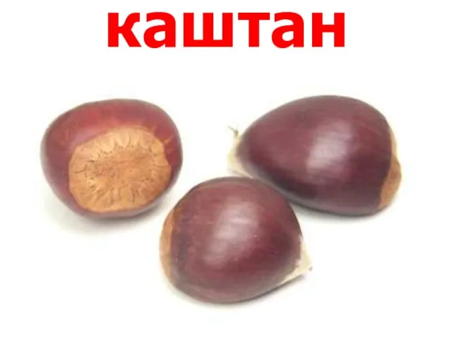 каштан