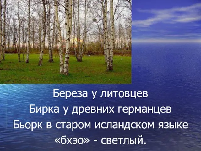 Береза у литовцев Бирка у древних германцев Бьорк в старом исландском языке «бхэо» - светлый.