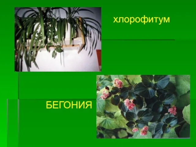 хлорофитум БЕГОНИЯ