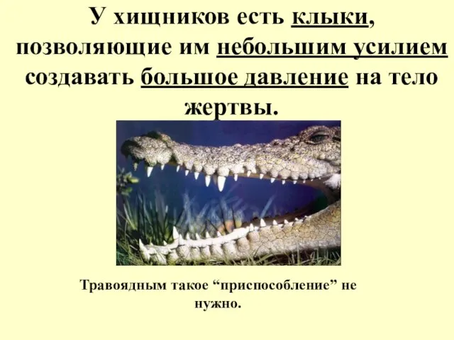 У хищников есть клыки, позволяющие им небольшим усилием создавать большое давление на