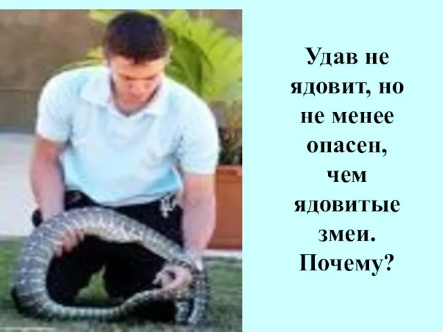 Удав не ядовит, но не менее опасен, чем ядовитые змеи. Почему?