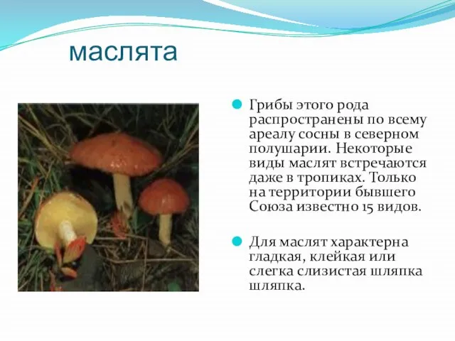 маслята Грибы этого рода распространены по всему ареалу сосны в северном полушарии.