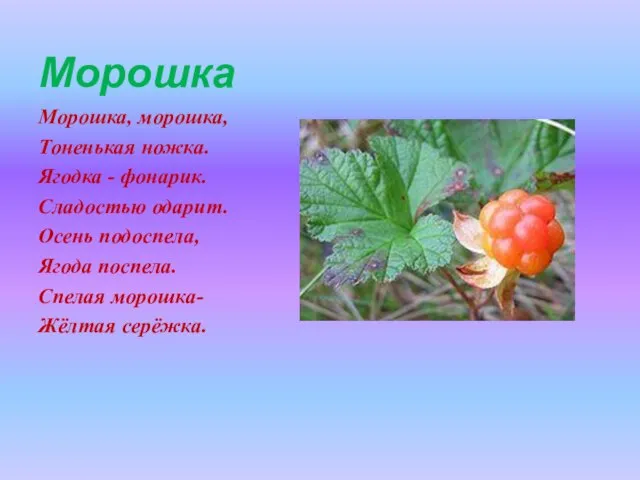 Морошка Морошка, морошка, Тоненькая ножка. Ягодка - фонарик. Сладостью одарит. Осень подоспела,