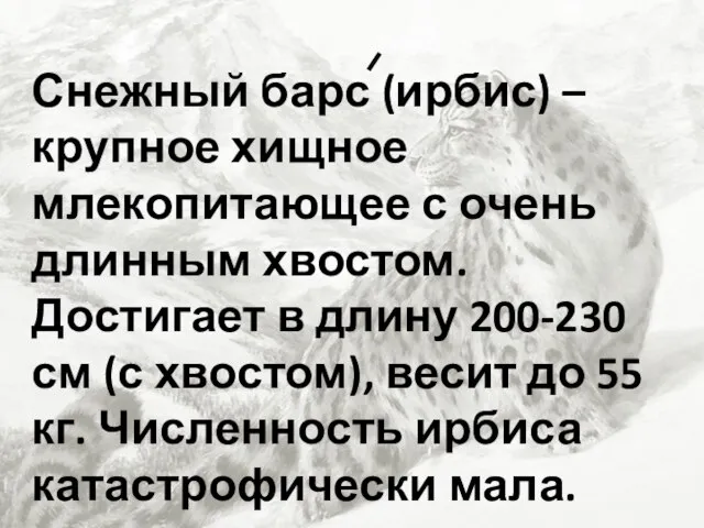 Снежный барс (ирбис) – крупное хищное млекопитающее с очень длинным хвостом. Достигает