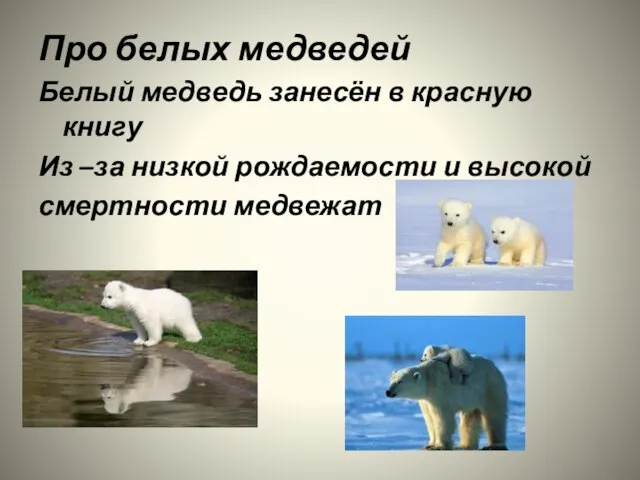 Про белых медведей Белый медведь занесён в красную книгу Из –за низкой