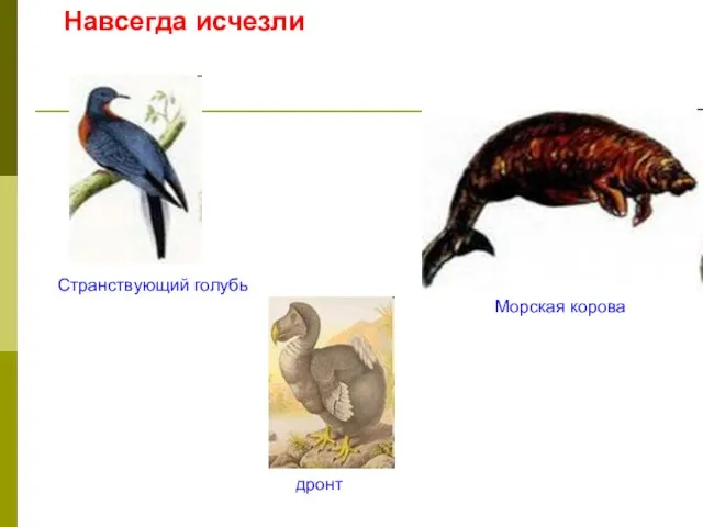 Навсегда исчезли Странствующий голубь дронт Морская корова