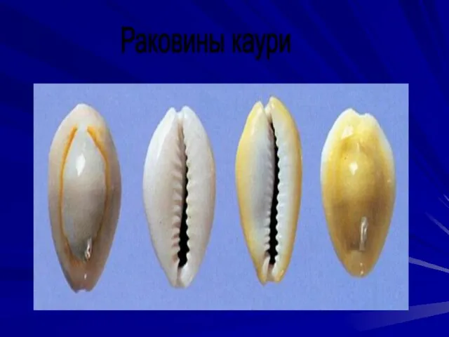 Раковины каури