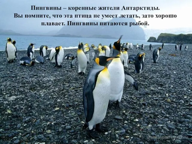 Пингвины – коренные жители Антарктиды. Вы помните, что эта птица не умеет