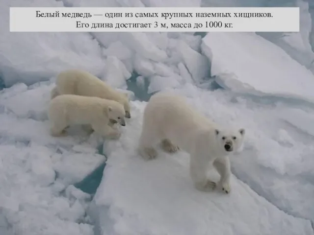 Белый медведь — один из самых крупных наземных хищников. Его длина достигает