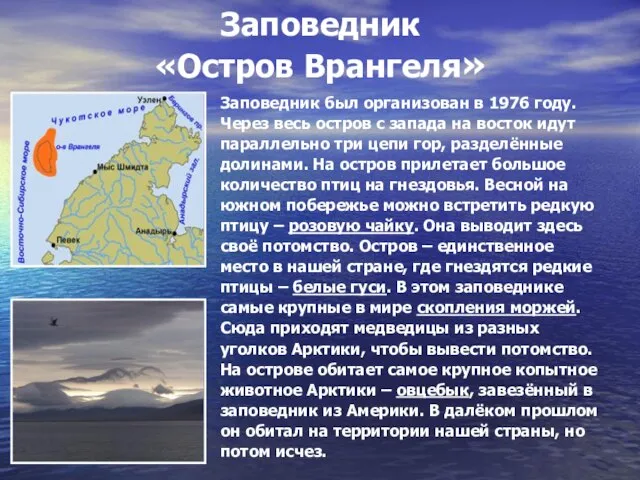 Заповедник «Остров Врангеля» Заповедник был организован в 1976 году. Через весь остров