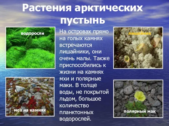 Растения арктических пустынь водоросли полярный мак мох на камнях лишайник На островах