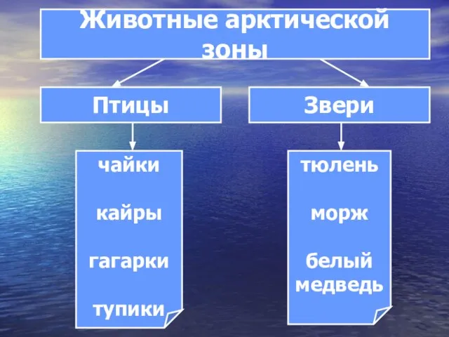 Животные арктической зоны Птицы Звери чайки кайры гагарки тупики тюлень морж белый медведь