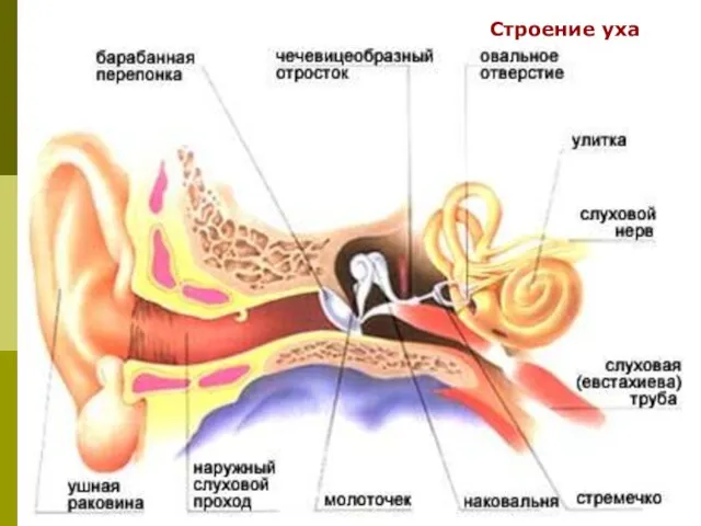 Строение уха