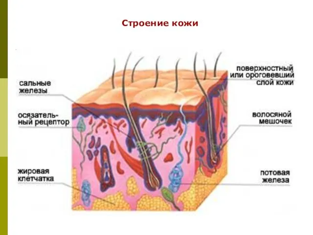 Строение кожи