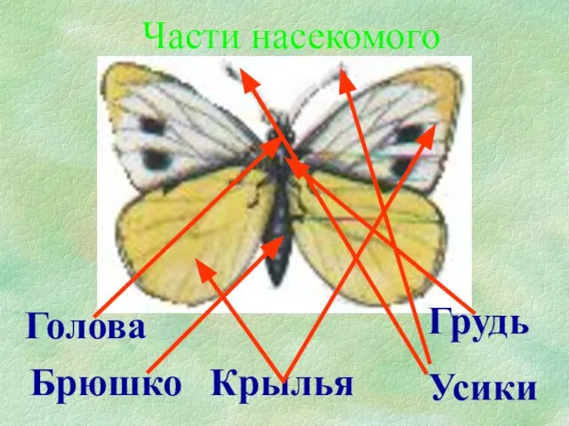 Голова Крылья Грудь Усики Брюшко Части насекомого