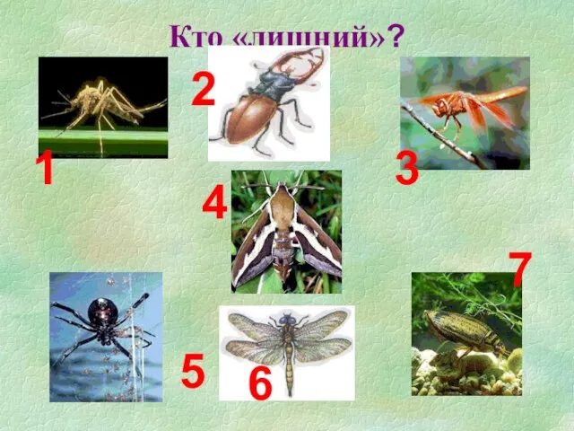 Кто «лишний»? 1 2 3 4 5 6 7