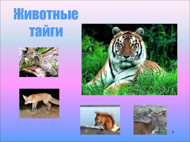 Животные тайги