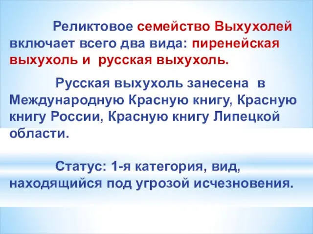 Реликтовое семейство Выхухолей включает всего два вида: пиренейская выхухоль и русская выхухоль.