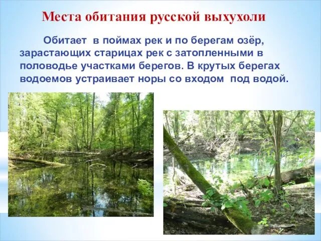Места обитания русской выхухоли Обитает в поймах рек и по берегам озёр,
