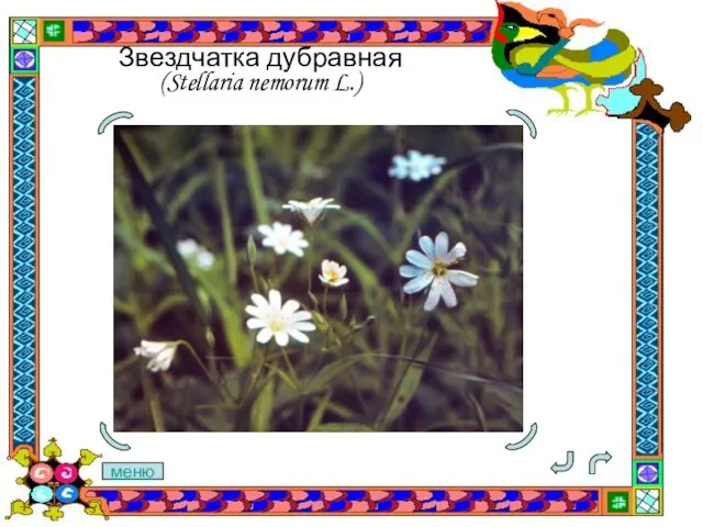 Звездчатка дубравная (Stellaria nemorum L.) меню