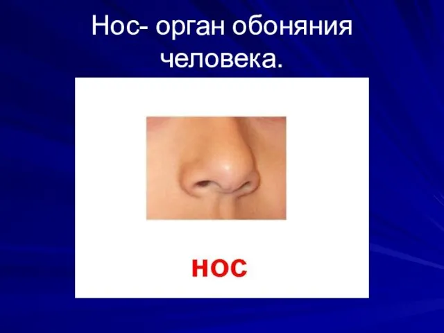 Нос- орган обоняния человека.