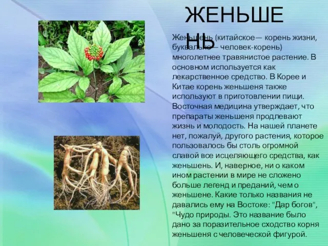 Женьшень (китайское— корень жизни, буквально— человек-корень) многолетнее травянистое растение. В основном используется