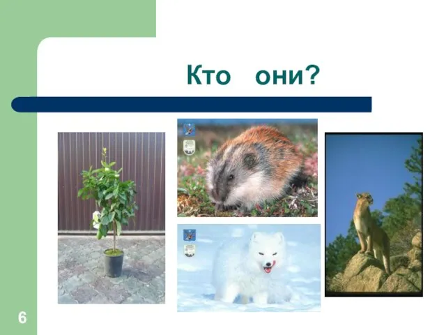 Кто они?