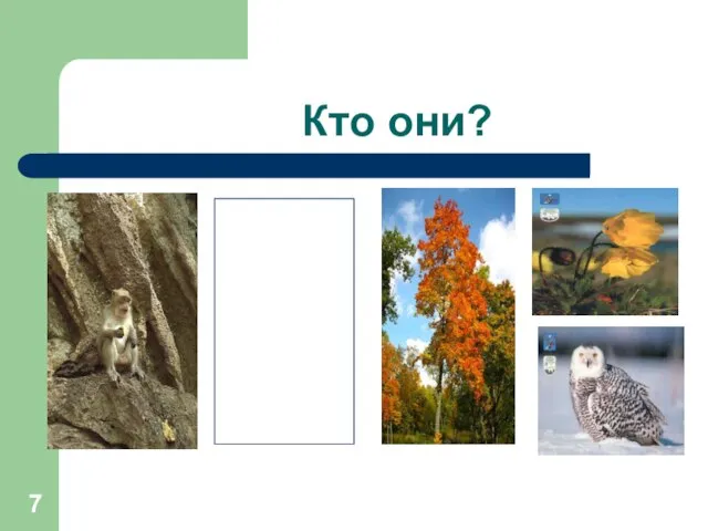 Кто они?