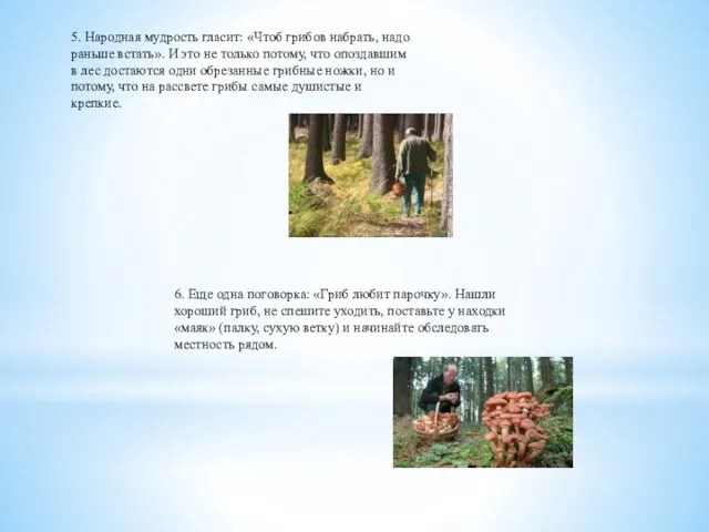 5. Народная мудрость гласит: «Чтоб грибов набрать, надо раньше встать». И это