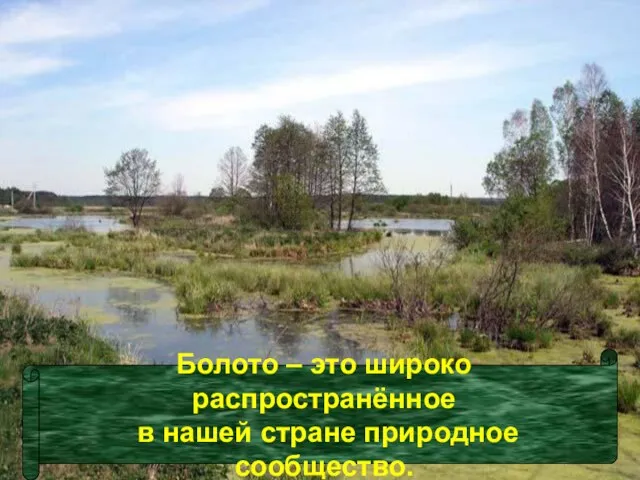 Болото – это широко распространённое в нашей стране природное сообщество.