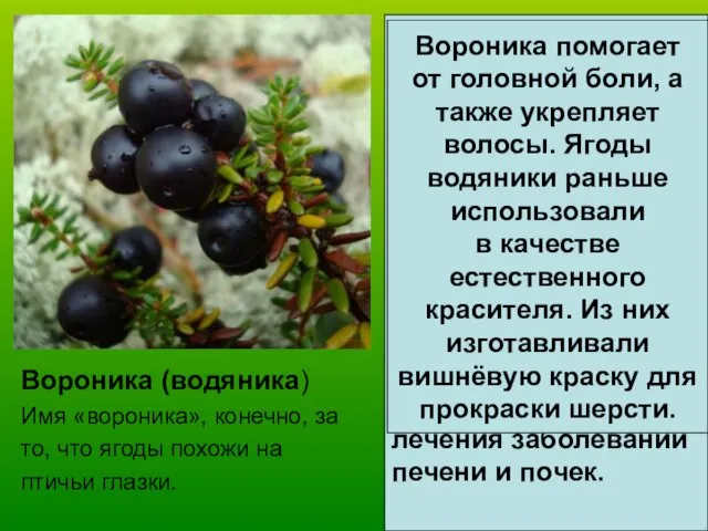 Вороника (водяника) Имя «вороника», конечно, за то, что ягоды похожи на птичьи