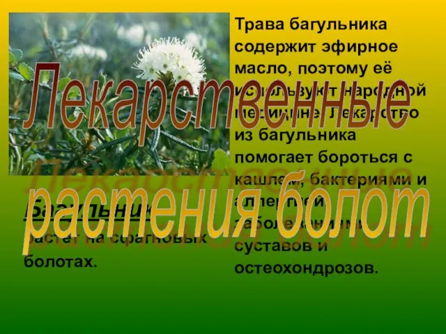 Багульник растёт на сфагновых болотах. Трава багульника содержит эфирное масло, поэтому её