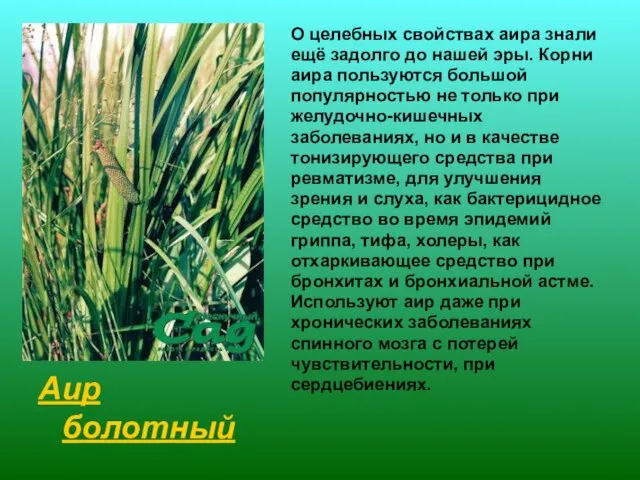 Аир болотный О целебных свойствах аира знали ещё задолго до нашей эры.