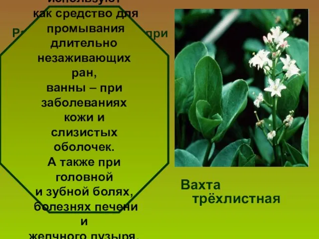 Растение применяют при простудных заболеваниях и туберкулезе легких, заболеваний желудка, в виде