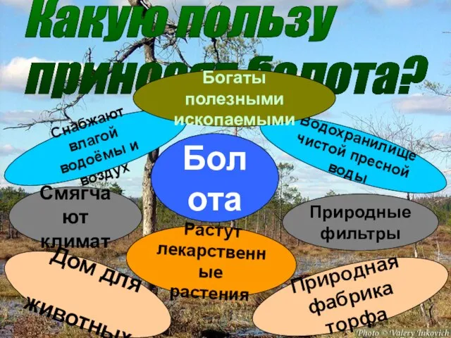 Какую пользу приносят болота? Болота Снабжают влагой водоёмы и воздух Водохранилище чистой