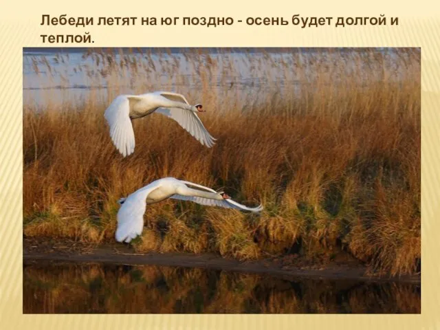 Лебеди летят на юг поздно - осень будет долгой и теплой.