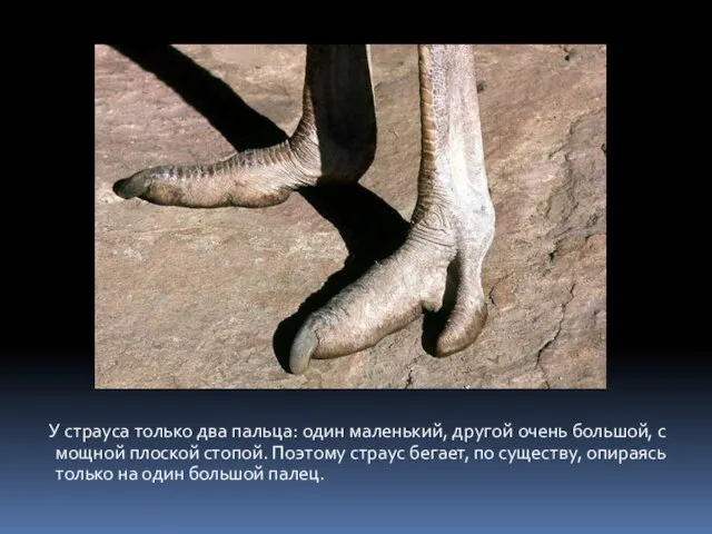 У страуса только два пальца: один маленький, другой очень большой, с мощной