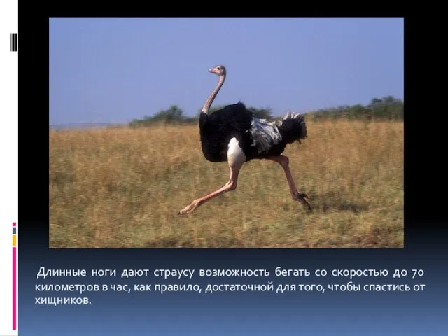 Длинные ноги дают страусу возможность бегать со скоростью до 70 километров в