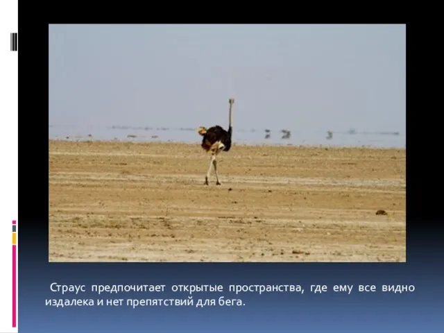 Страус предпочитает открытые пространства, где ему все видно издалека и нет препятствий для бега.