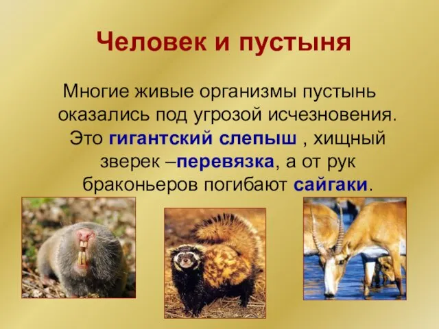 Человек и пустыня Многие живые организмы пустынь оказались под угрозой исчезновения. Это