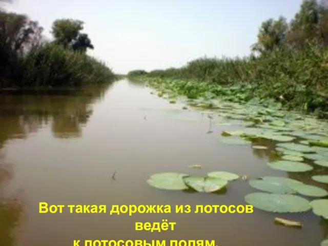 Вот такая дорожка из лотосов ведёт к лотосовым полям.