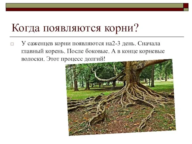 Когда появляются корни? У саженцев корни появляются на2-3 день. Сначала главный корень.