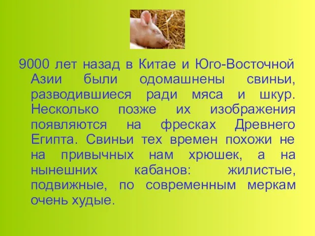 9000 лет назад в Китае и Юго-Восточной Азии были одомашнены свиньи, разводившиеся