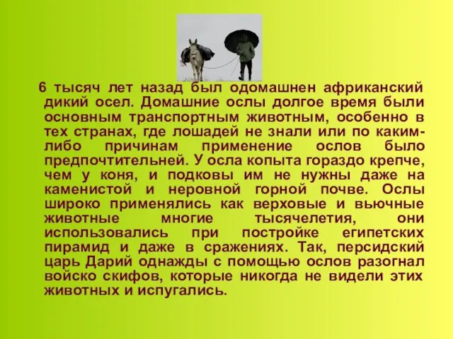 6 тысяч лет назад был одомашнен африканский дикий осел. Домашние ослы долгое