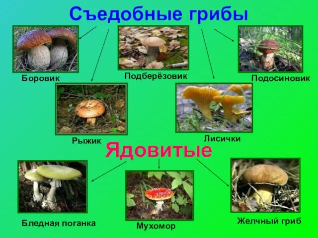 Съедобные грибы Ядовитые Боровик Подосиновик Подберёзовик Рыжик Лисички Бледная поганка Мухомор Желчный гриб