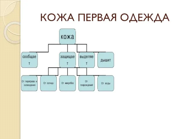 КОЖА ПЕРВАЯ ОДЕЖДА