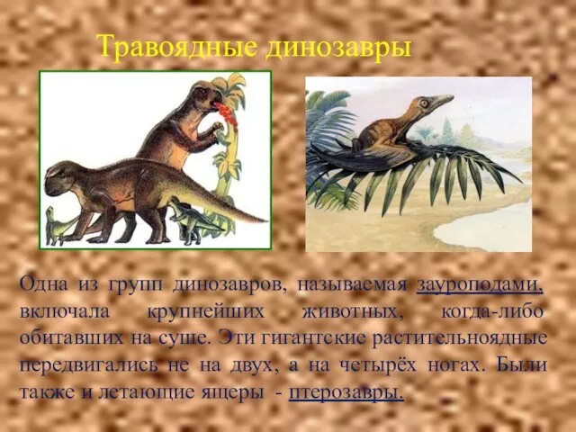 Травоядные динозавры Одна из групп динозавров, называемая зауроподами, включала крупнейших животных, когда-либо